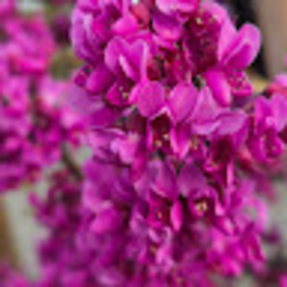 Meet your Posher, Lucero